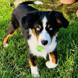 Cedar - Black tri male Miniature Australian Shepherd puppy in Camano, Washington from Iris’ Island Oasis