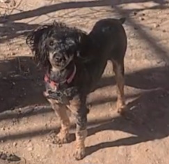 Raiya - Poodle