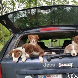 Border Collie Puppies from Spice of Life Border Collies