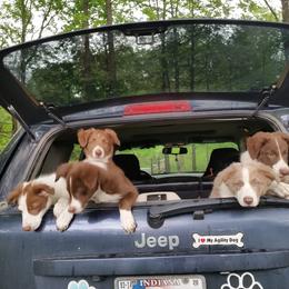 Border Collie Puppies from Spice of Life Border Collies