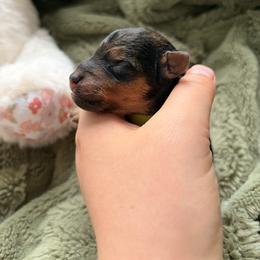 Rex - Grizzle male Lakeland Terrier puppy in Norfolk, Virginia from Cirnef Lakelands