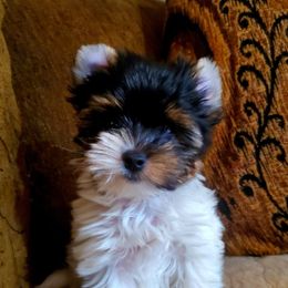 Yorkshire Terrier Puppies from Pixieland Yorkshire Terriers
