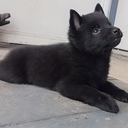 Schipperkes from Lost Prairie Puppies