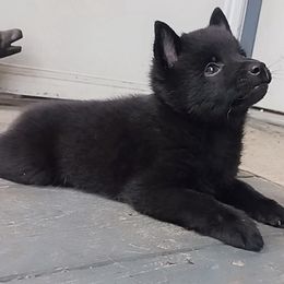 Schipperkes from Lost Prairie Puppies