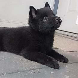 Schipperkes from Lost Prairie Puppies
