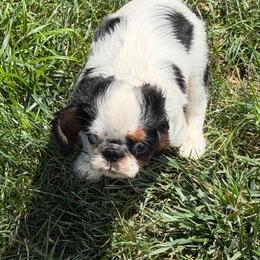 Micheal - Black white and tan male English Toy Spaniel puppy in Pennsylvania from Enchanting Charlies