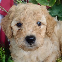 Goldendoodles from Dogwalk Doodles