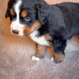 Bernedoodle, Bernese Mountain Dog, and Siberian Husky Puppies from Timberline Paws
