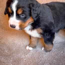 Bernedoodle, Bernese Mountain Dog, and Siberian Husky Puppies from Timberline Paws