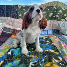 Boy 2 - Blenheim male Cavalier King Charles Spaniel puppy in Avalon Beach, Florida from Cavaliers of Avalon