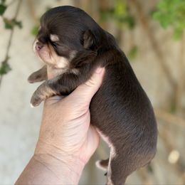 Boy 2 - Chocolate and tan male Chihuahua puppy in Newport Beach, California from Exotic City Pomeranians and chihuahuas