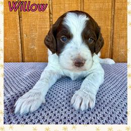 Willow - Parti female Goldendoodle puppy in Caddo Mills, Texas from Fire Wife Doodles