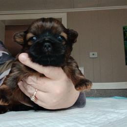 Clifford - Red male Shih Tzu puppy in Brodnax, Virginia from Kbsshihtzus
