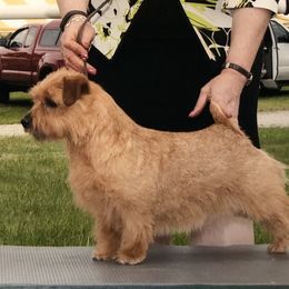 Pepper - Norfolk Terrier