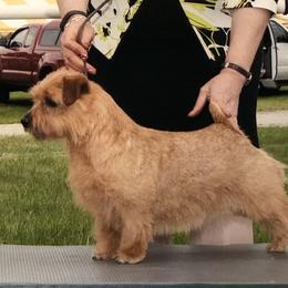 Pepper - Norfolk Terrier