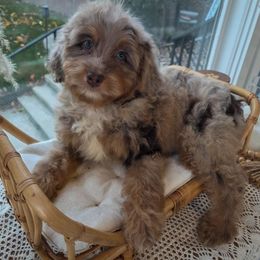 Girl 2 - Brown merle female Aussiedoodle puppy in North Royalton, Ohio from Johnson's Doodles