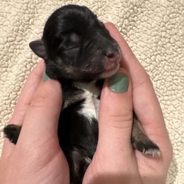 Philip - Black and silver male Miniature Schnauzer puppy in Crestview, Florida from 850Schnauzers