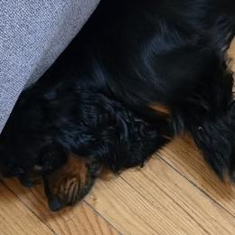 Cocker Spaniels from South East Wisconsin cocker spaniels