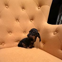 Boy 2 - Black and tan male Dachshund puppy in Gilbert, Arizona from KCK9 Dachshunds