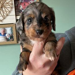 Estelle - Dapple female Dachshund puppy in Industry, Illinois from KDKs Kennels