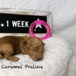 Caramel Praline - Red  female Poodle puppy in Florida from Adorable Toy-Miniature Poodles