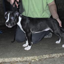 American Staffordshire Terrier Puppies from Shaner's Amstaffs