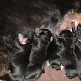 Bernese Mountain Dog puppies from Blue Ridge Mountains - Bernese Mountain Dog Pups