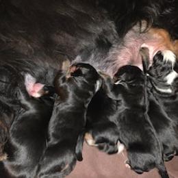 Bernese Mountain Dog puppies from Blue Ridge Mountains - Bernese Mountain Dog Pups