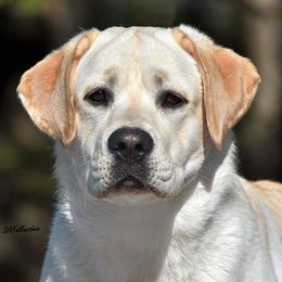 Labrador Retrievers from Granitehill Labradors