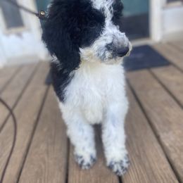Patsy - Parti Poodle puppy in Clinton, Tennessee from Melton’s Poodles and Newfs