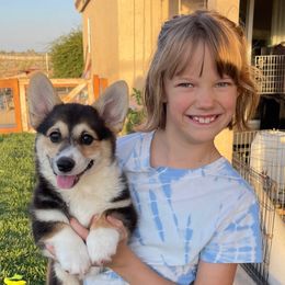 Socks - Black and tan Pembroke Welsh Corgi puppy in Apple Valley, California from MRS California Corgi