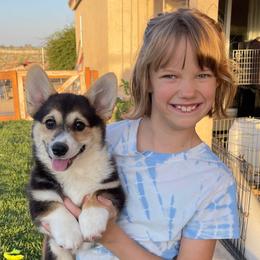 Socks - Black and tan Pembroke Welsh Corgi puppy in Apple Valley, California from MRS California Corgi