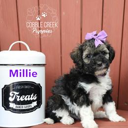 Millie - Sable female Bernedoodle puppy in Heyworth, Illinois from Cobble Creek Puppies