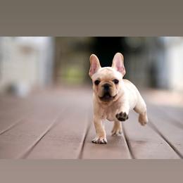 Clyde - Cream male French Bulldog puppy in Sidney Center, New York from iFrenchi
