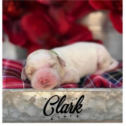 Clark - Apricot male Australian Labradoodle puppy in Gladstone, Oregon from Beaver State Labradoodles