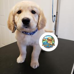 Golden Retriever Puppies from Splish Splash Goldens LLC