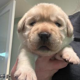 Girl 4 - Yellow female Labrador Retriever puppy in Cleveland, Ohio from Brookside Labrador Retrievers
