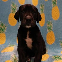 Black female - Black female Great Dane puppy in New Jersey from White Pine Acres K9