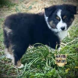 Tootsie pop - Black tri female Miniature Australian Shepherd puppy in El Dorado Springs, Missouri from HP Aussie Kennels