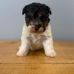 Woody (Yellow) - White and black male Wire Fox Terrier puppy in Knoxville, Tennessee from Wire Hairs of Knoxville