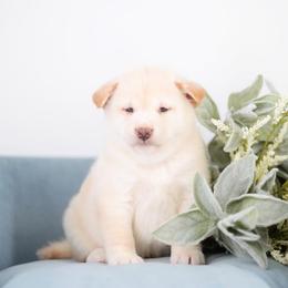 Akio - Cream Boy - Cream male Shiba Inu puppy in Neosho, Missouri from Sunny Terrace Shibas