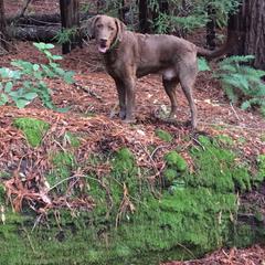 Chesapeake Bay Retriever All Grown Up from Wild Wood Chesapeakes