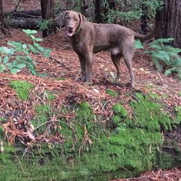 Chesapeake Bay Retriever All Grown Up from Wild Wood Chesapeakes