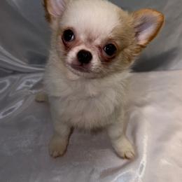 Pinto - Cream and white male Chihuahua puppy in Palmyra, Indiana from Country Star Chihuahuas