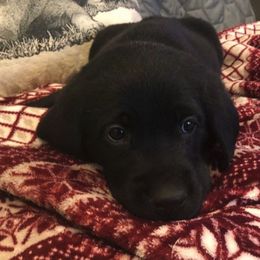 Labrador Retrievers from Madrock Kennels