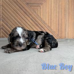 Blue Boy - Blue merle male Bernedoodle puppy in Modesto, California from Two Doods Doodles