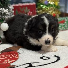 Luna - Black tri female Miniature Australian Shepherd puppy in Signal Mountain, Tennessee from D & D Miniature and Toy Australian Sheppards
