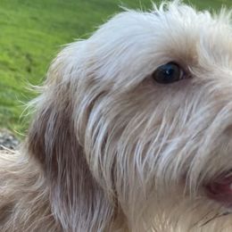 Dachshunds from Golden Acres Dachshunds