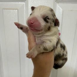 Amy - Red merle female Australian Shepherd puppy in Four Oaks, North Carolina from RoseWest Farms