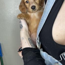 Dachshund Puppies from Monterey bay dachshund kennel